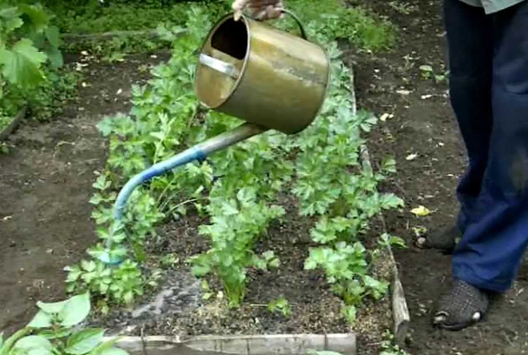 Процесс полива растений удобрением из крапивы