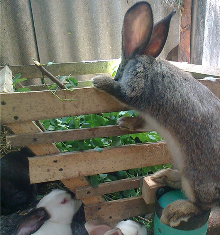 Питание кроликов крапивой