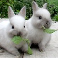 Крапива в рационе кроликов: тонкости и нюансы
